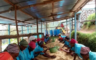 Why are coffee prices increasing?