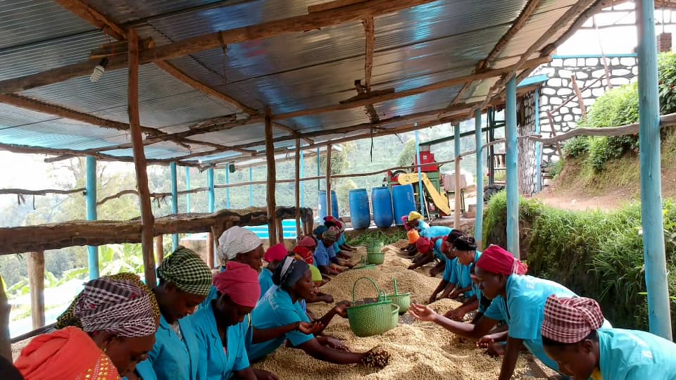 coffee farmers sorting beans