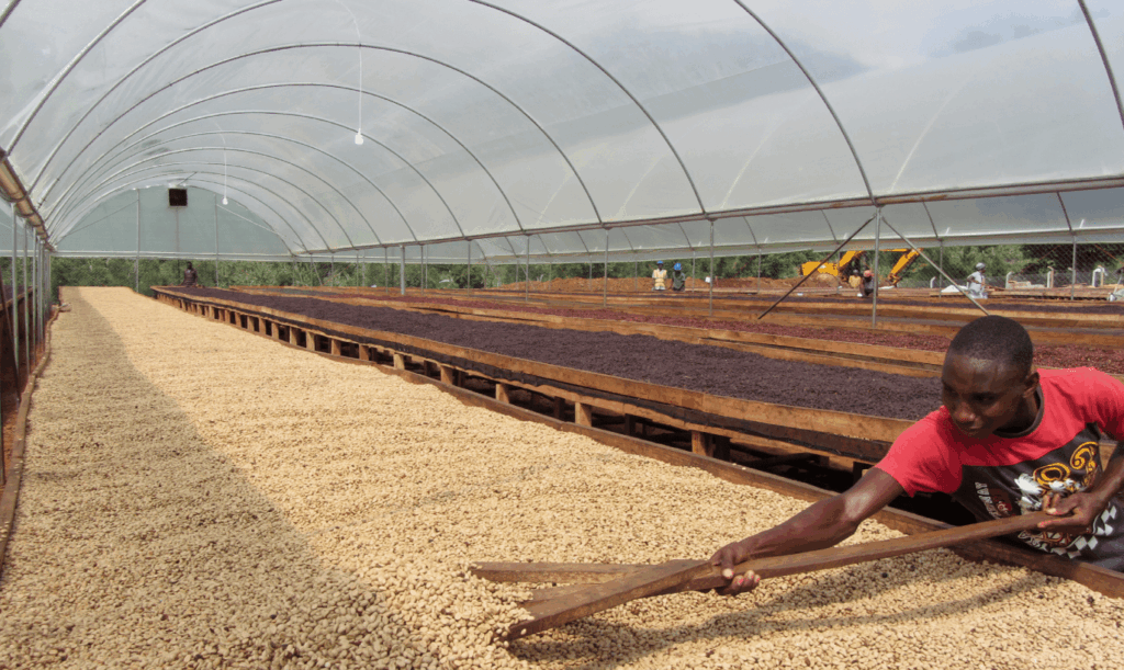Our New Ugandan Bean 2 A Ugandan Coffee Farm Drying Station