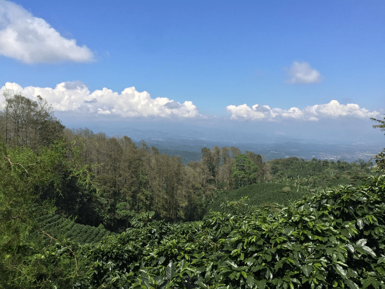 Honduras Coffee Farm Durham Coffee