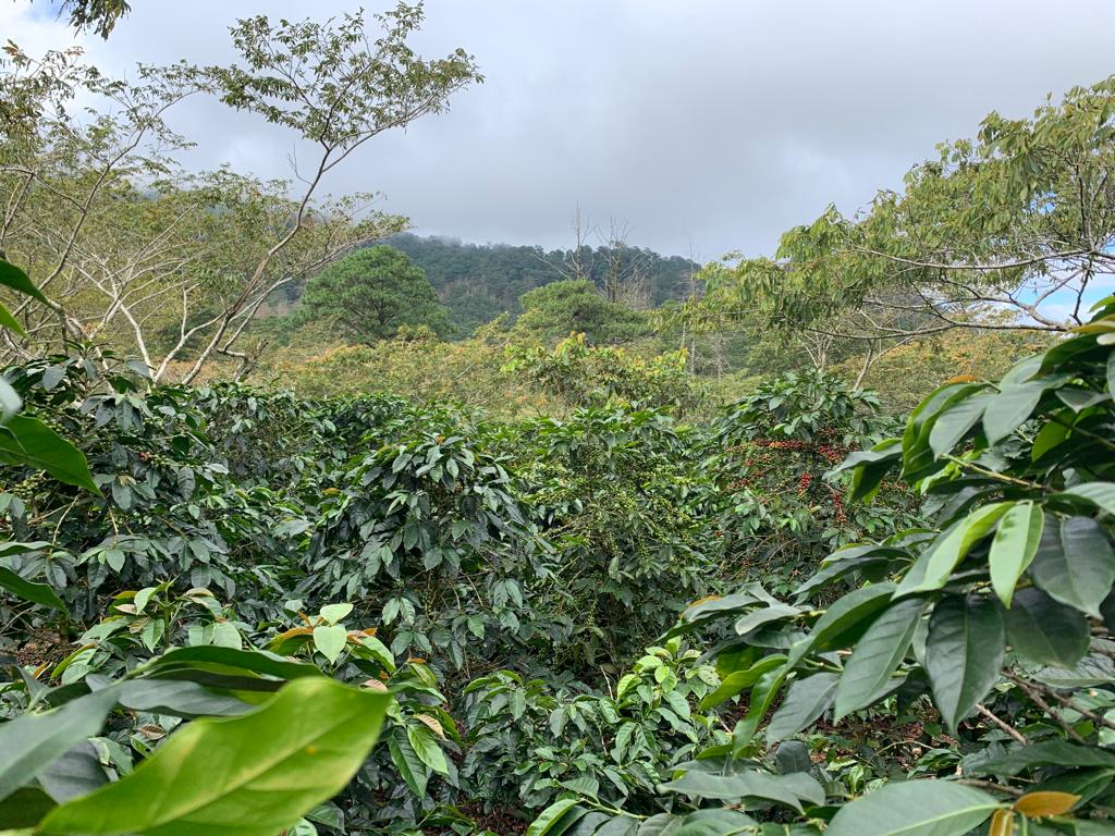 New Charity Coffee 5 Honduras 6 1 Kaffeehaus Coffee Roasters