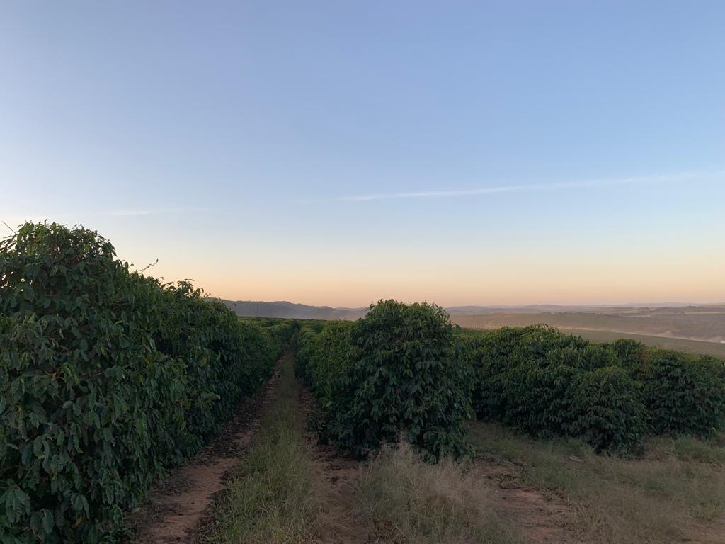 A picture of the Braziliancoffee farm where Durham Coffees sources their Sycamore Gap Decaf Coffee