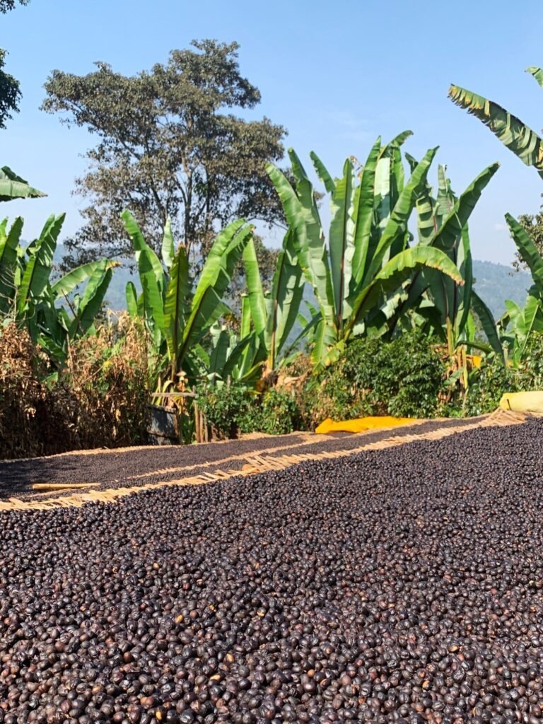 Introducing Our Christmas Coffee Collection 5 ethiopia scaled 2 Kaffeehaus Coffee Roasters