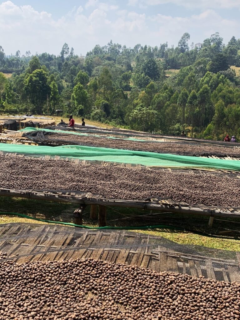 Introducing Our Christmas Coffee Collection 6 ethiopia2 scaled 2 Kaffeehaus Coffee Roasters