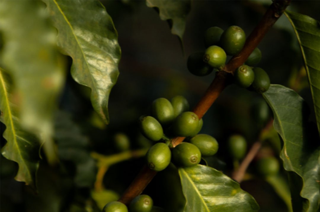 Mio-Coffee-Cherries-Green Mió prides itself on a 100% traceability guarantee for the entire crop every year. Each stage of the journey,<br />
from where the cherries were harvested, which trucks moved them, how and when they were processed, is<br />
tracked using satellite imagery. Being a technology-driven far, Mió improves the farmworkers’ quality of life,<br />
ensures an abundant harvest and guarantees the highest processing standards for the crop.