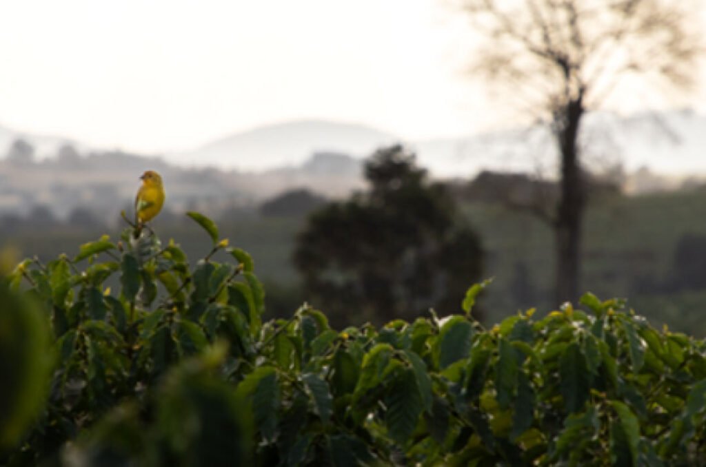 Introducing Mio Coffee 2 Mio Sustainably Produced Coffee Kaffeehaus Coffee Roasters
