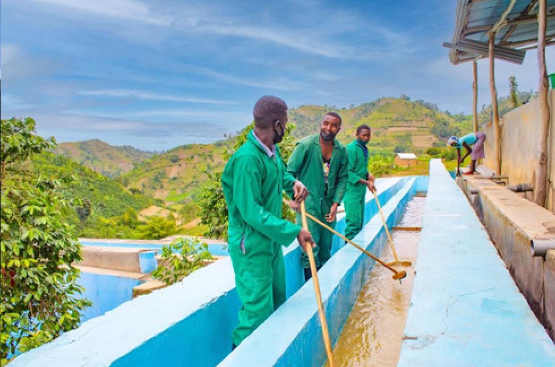 Rwamatamu-Coffee--washing Rwamatamu Coffee washing