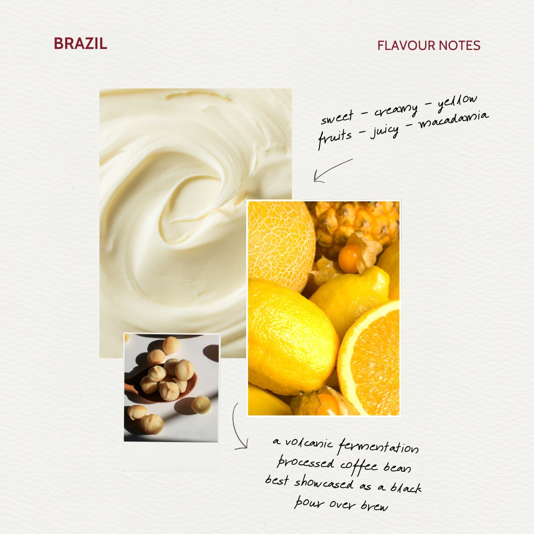 Discovery Limited Edition Brazilian Coffee Flavour Note Card