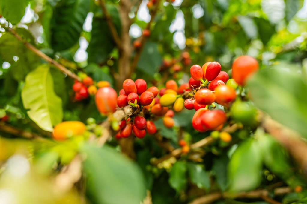 AK4A8001 1 Kaffeehaus Coffee Roasters