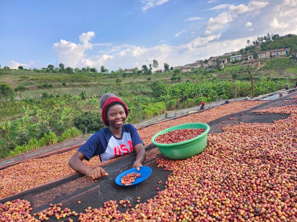 Harvest Sm 1 Kaffeehaus Coffee Roasters