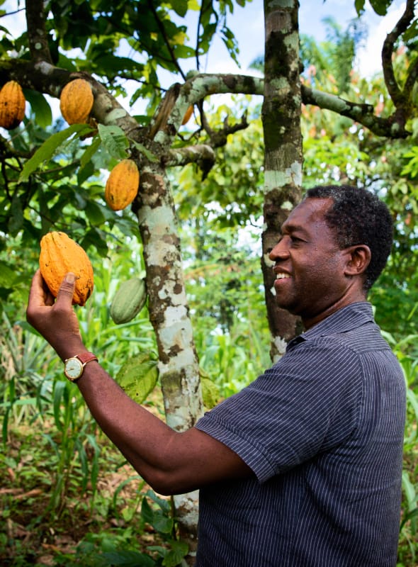 Hot Chocolate Powder Kokoa Collection Coco Farmer