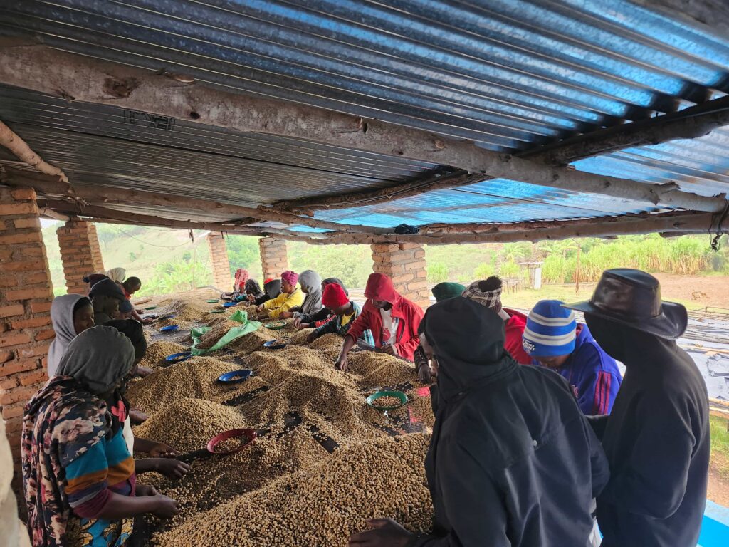 Lot Sorting Sm Kaffeehaus Coffee Roasters