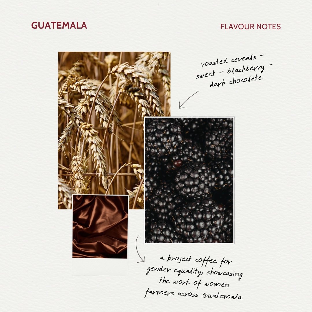 Rachel Parsons is a womens grown coffee from Guatemala